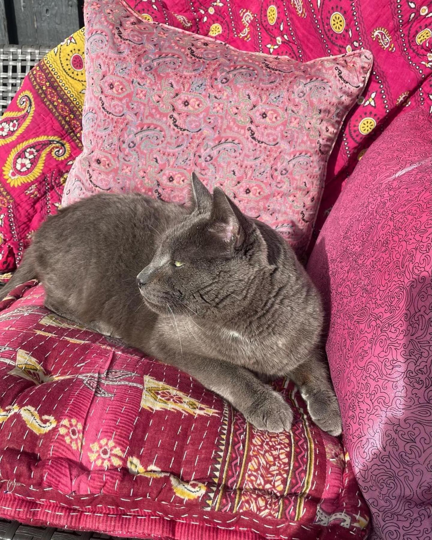 Cool Familyhome Close To The Beach W Two Cuddly Cats Espergaerde Екстер'єр фото